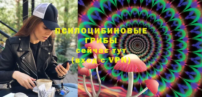 это как зайти  Электрогорск  Псилоцибиновые грибы Psilocybine cubensis 